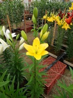 [5701 DJ LA-12 No01.JPG]